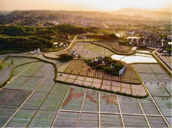 泸州董允坝耸立“蔬式生活”标杆