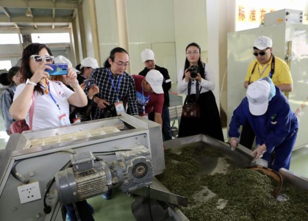 红庙茶香惹人醉  健康品味绿娇子