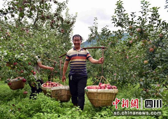 “摇钱果”挂满枝头 “苹果之乡”欢迎八方来客