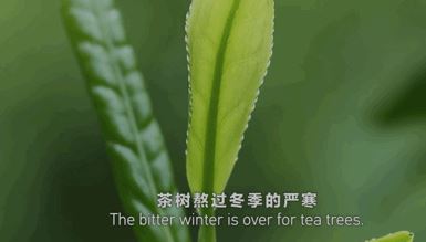 中国电视-野生动植物专题：遇见自然
