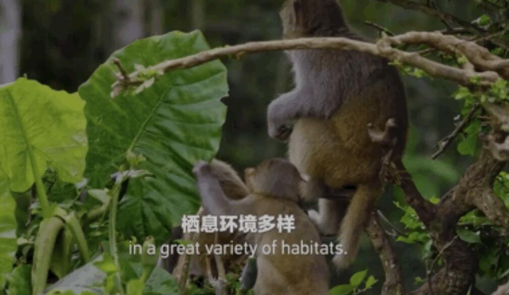 中国电视-大地精灵：个头小小的海南猕猴