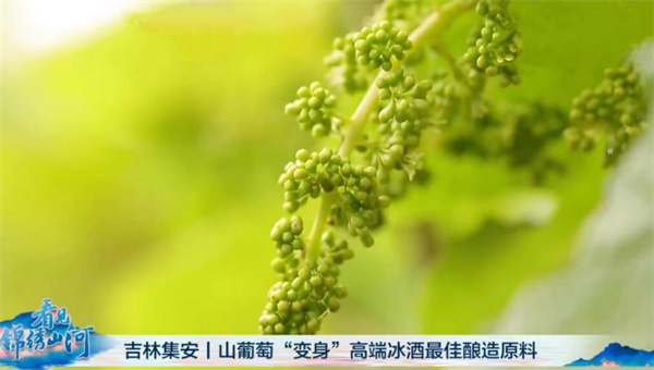 中国电视-《看见锦绣山河》：“吉林小江南”碧水美人间