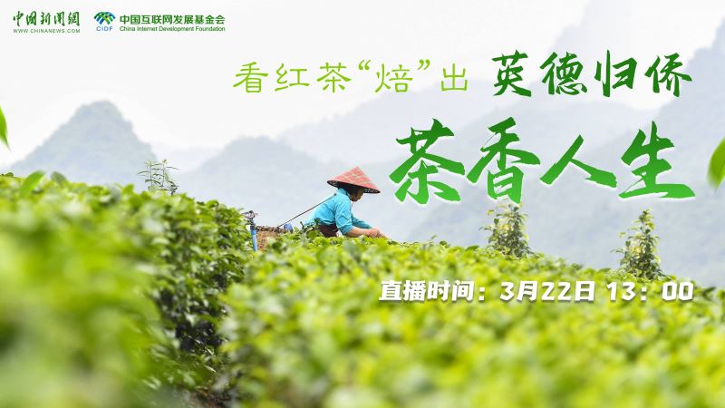 中新网直播：看红茶“焙”出英德归侨茶香人生