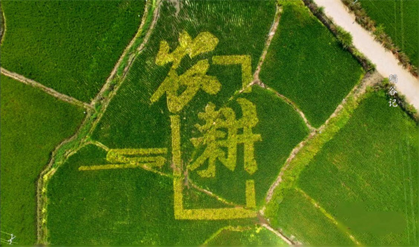 中国电视-寻古中国｜《稻谷记》：探秘稻作文明