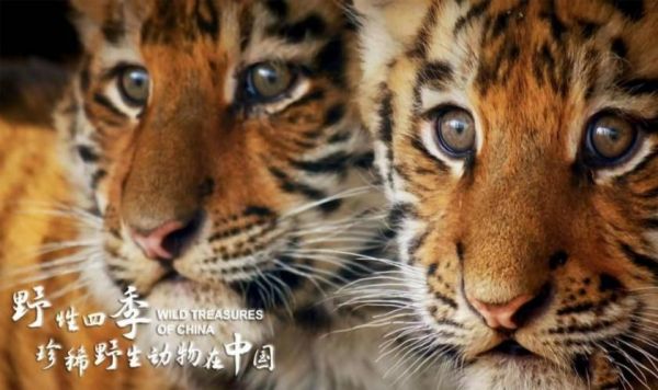 中国电视-《野性四季：珍稀野生动物在中国》