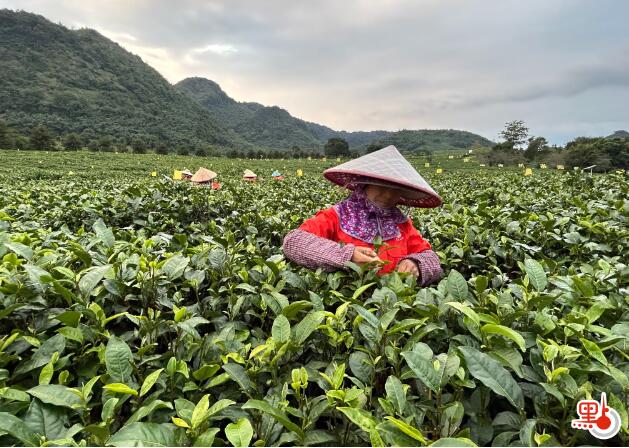 海外華媒年會｜英德茶園品鑒「元首茶」　參訪團豎拇指點讚