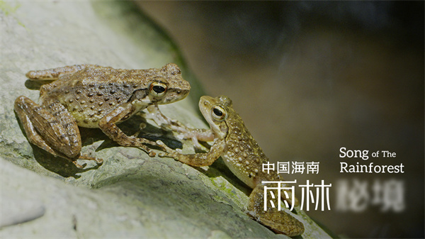 中国电视-《中国海南·雨林秘境》：综述