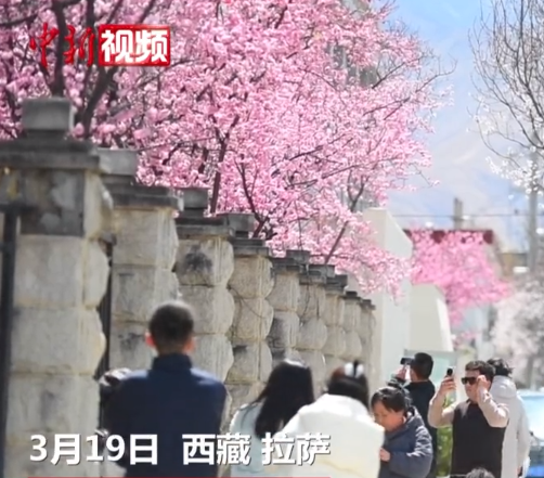 春日拉萨街头 赏花“打卡”人气旺