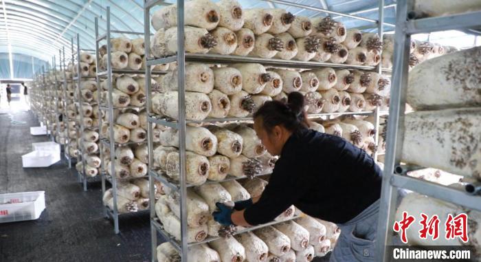 江西靖安凝聚统战合力 撑起乡村振兴“致富伞”