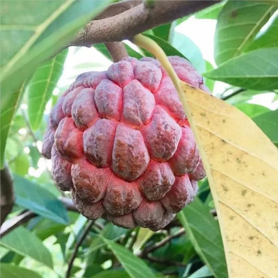 中国“果盘子”广西冬春应季水果俏销东南亚