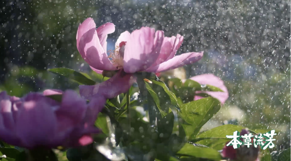 中国电视-《本草流芳》：多元视角讲述本草的“前世今生”