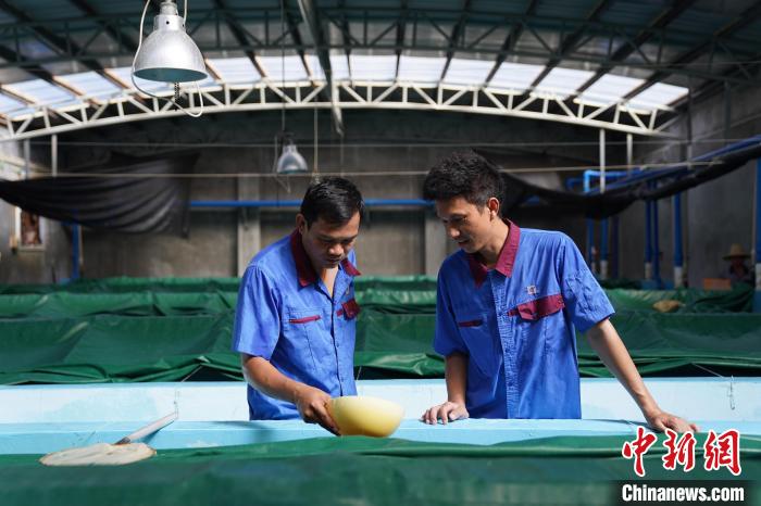 从东南亚到海南：侨企竞逐自贸港商机