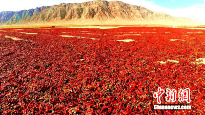 全球12%辣椒红素产自新疆这座小城