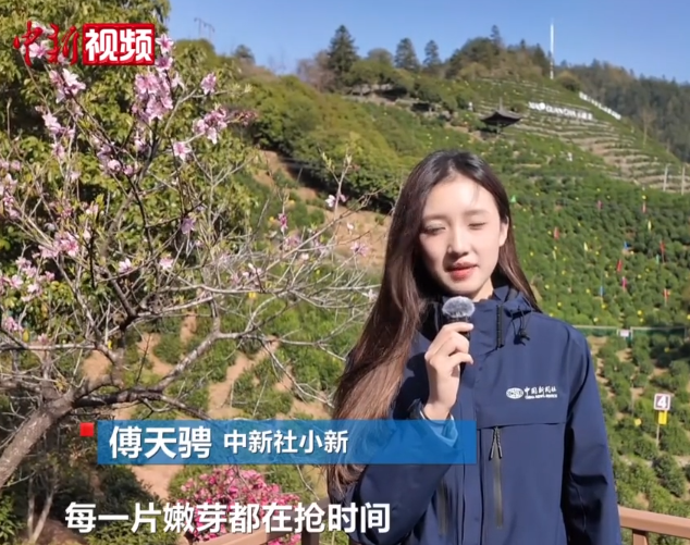 【小新的Vlog】跟着小新“拜师学艺” 看采茶人的日常是啥样？