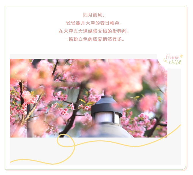 人这一辈子，一定要去天津五大道看一场海棠花海！