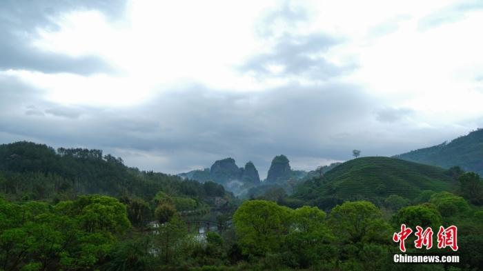 何以中国 | 采尽武夷山三春烟雨 他揉出一盏金骏眉