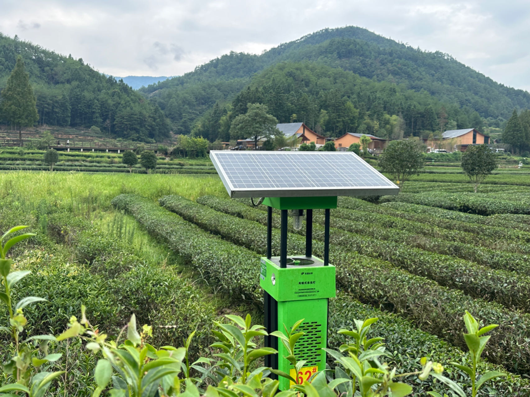 福建：茶旅融合推动“生态高颜值”向“经济高价值”转化