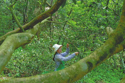 丽水发布荒野茶地方标准