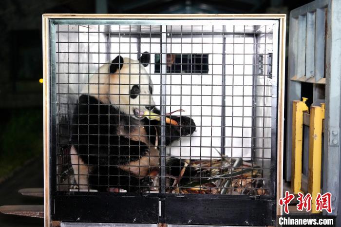 促进全球生物多样性保护 大熊猫“荷风”“兰韵”启程赴奥地利