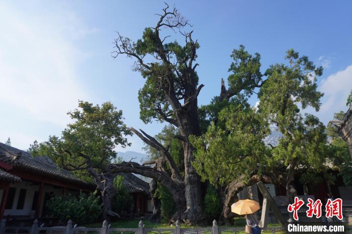 东西问丨宫嵩涛：嵩阳书院何以成为宋代理学一大圣地？