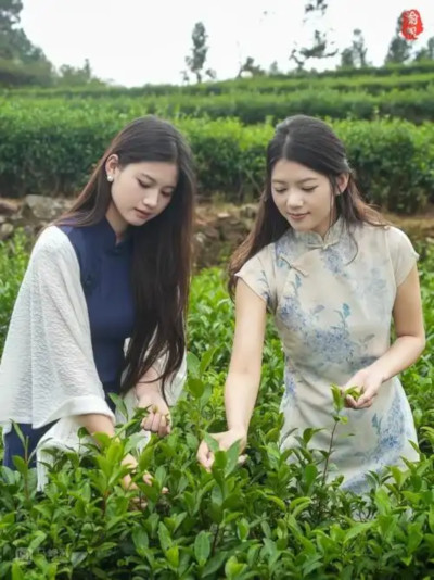 《采茶舞曲》诞生地打造早茶强市 推动温州茶香飘世界