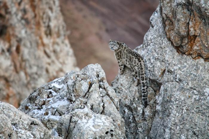 东西问丨连新明：“雪山之王”的栖息与保护有何国际意义？