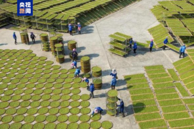 福建福鼎白茶文化系统入选全球重要农业文化遗产