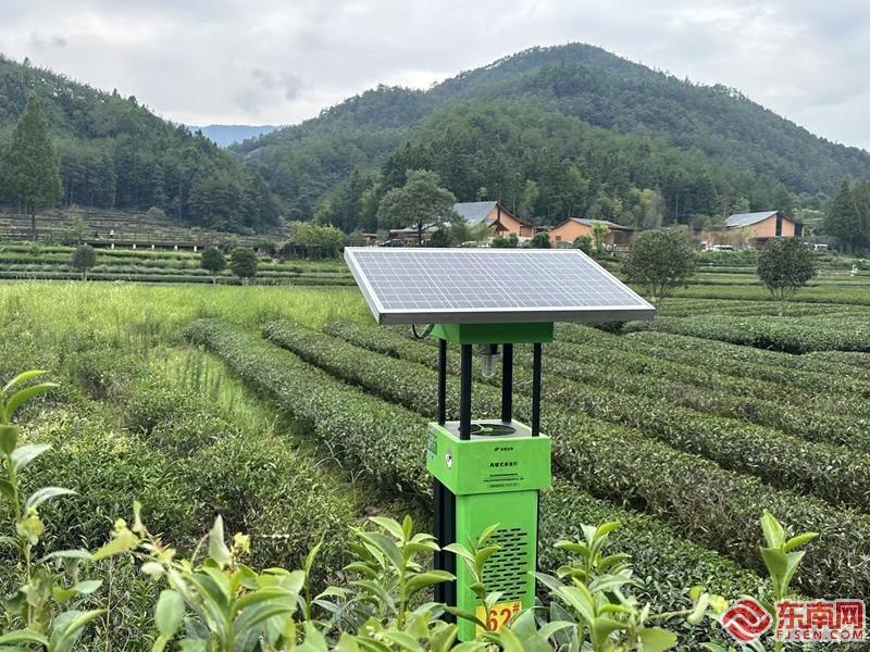 福建 “三茶统筹” 绘就茶香四溢的乡村振兴图景​