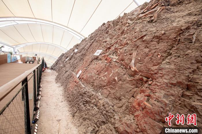 东西问丨代辉： 中国恐龙化石如何对话世界？