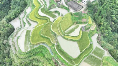 青田小舟山打造“稻鱼共生”产业链