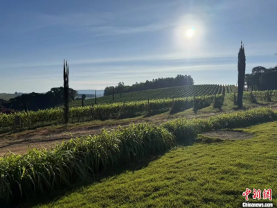 东西问丨娜塔查·雷纳：“万里茶道”给“咖啡之路”带来启迪