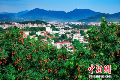 杨贵妃念念不忘的荔枝，撬动起茂名百亿大产业！