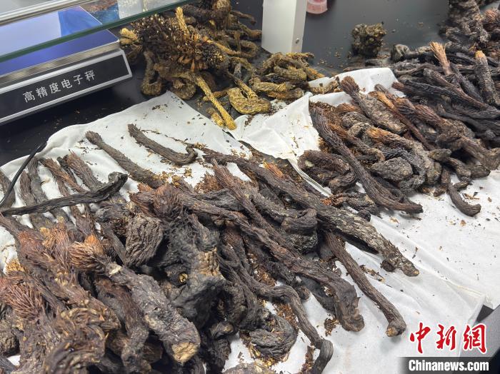 新疆“沙漠人参”种出“绿富美”