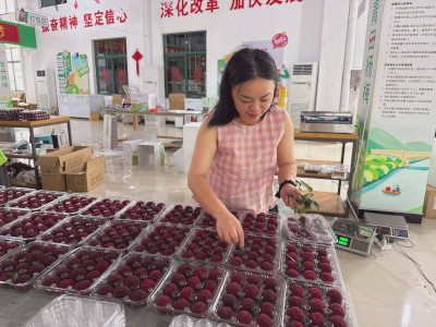 青田杨梅乘“机”闯世界