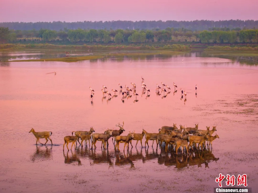 东西问丨丁玉华：麋鹿归乡重生为何有“世界野生动物保护中国样板”之誉？