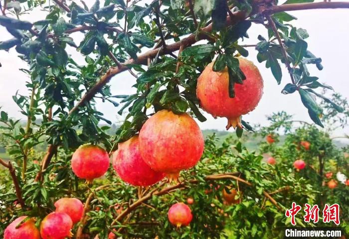 多年坚守 新疆沙漠边缘“种出”富民石榴产业