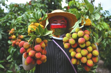 “长安的荔枝”，今日如何运输？