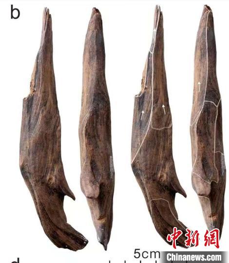 世界级重大考古成果！中国发现30万年前东亚最早木器