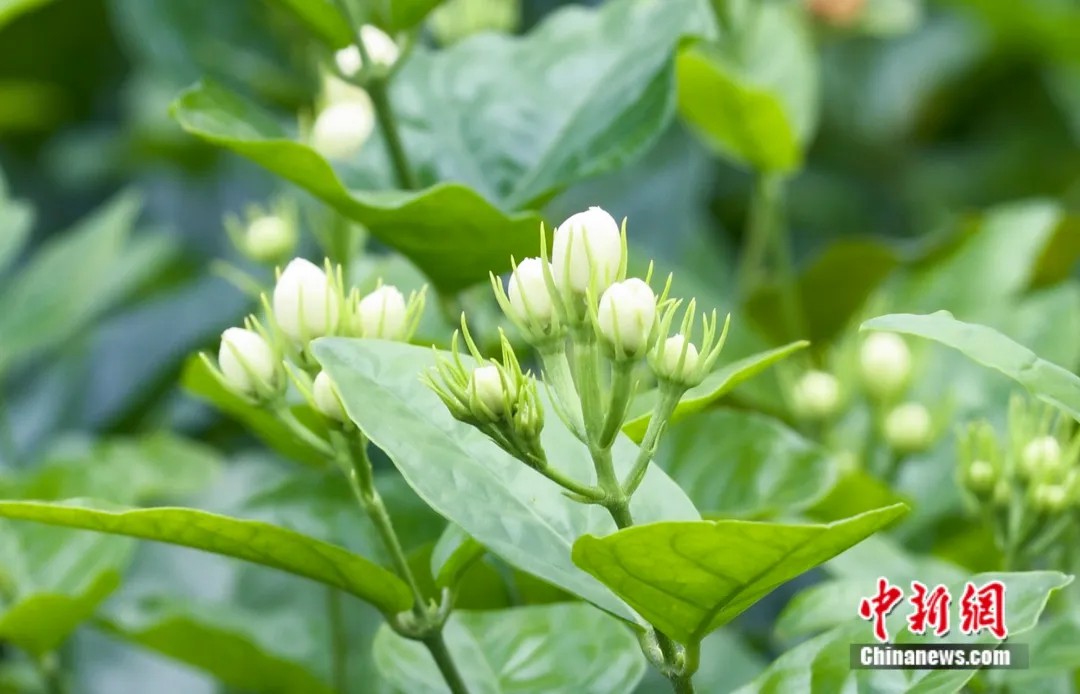 全世界爱唱爱吃的“茉莉花”，60%来自这里