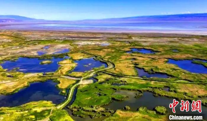 新疆艾比湖湿地生态守护者：多年守护见证万羽归巢