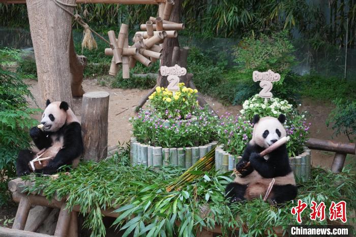 大熊猫双胞胎“睿宝”“辉宝”两周岁庆生活动在韩举行