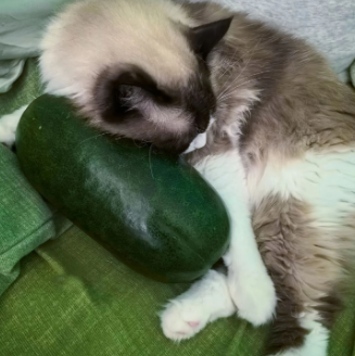 “抱冬瓜睡觉”突然走红，医生紧急提醒：这些人别用