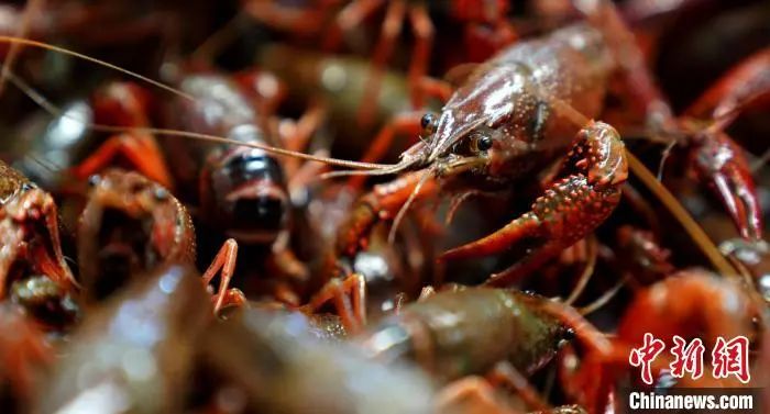 麻辣？香辣？鲜辣？论小龙虾的“亿”百种吃法