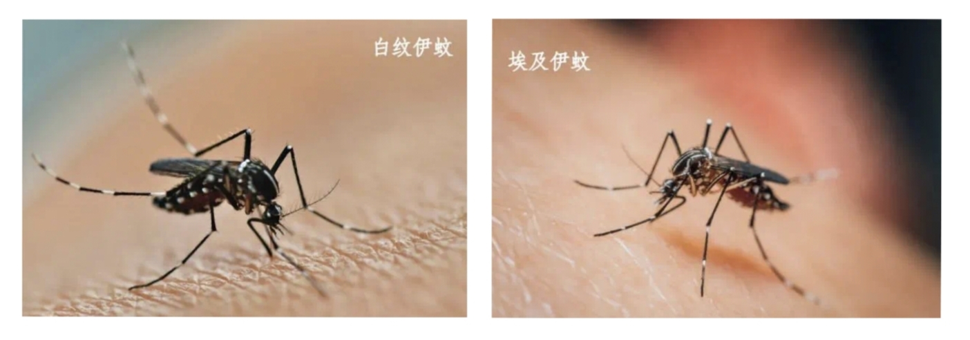 中新健康丨基孔肯雅热，到底怎么防？