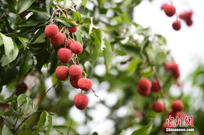 杨贵妃吃的荔枝，从哪来的？