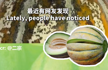 喀什“老汉瓜”诠释乡村振兴的“新疆答卷”丨中国城·边疆风采