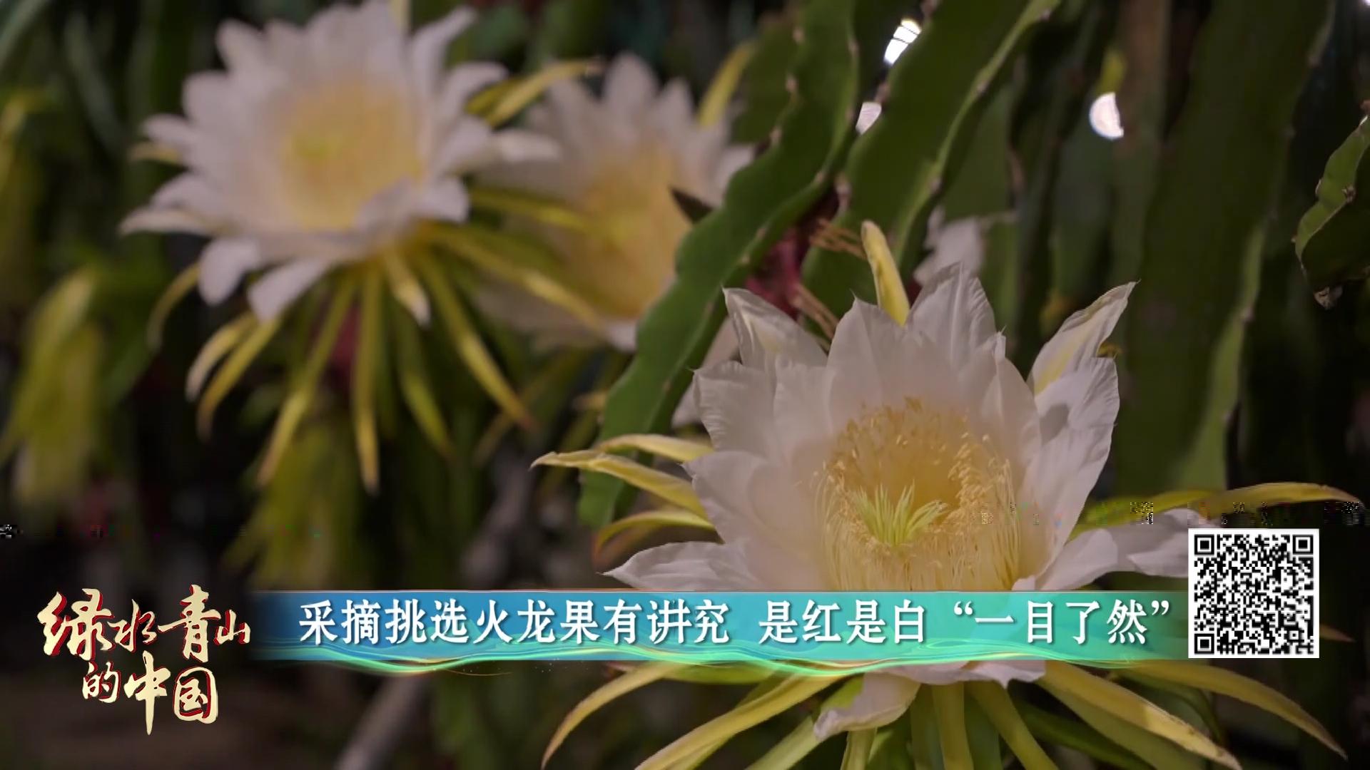 中国电视-《美丽中国 四季行歌》之《绿水青山的中国》： 多地协同发展，共建美丽中国