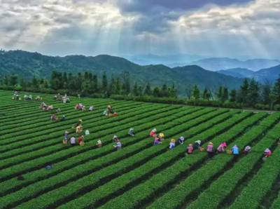 福建省茶产业全产业链产值突破1700亿元