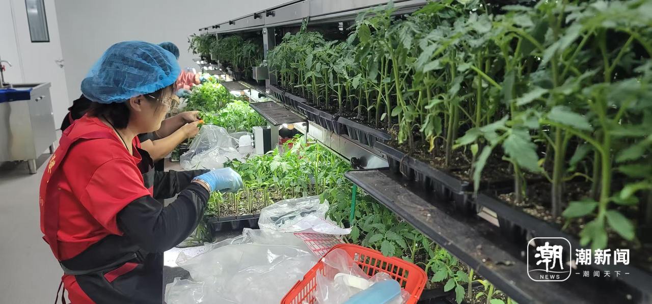 侨乡文成打造全人工光垂直植物工厂 建楼育苗还实现“日光”自由