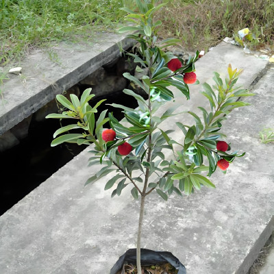 意大利华侨携带杨梅树苗出国种植